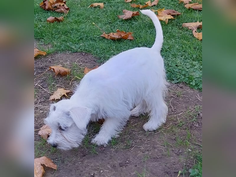 Zwergschnauzer, AMS,mit Pap.