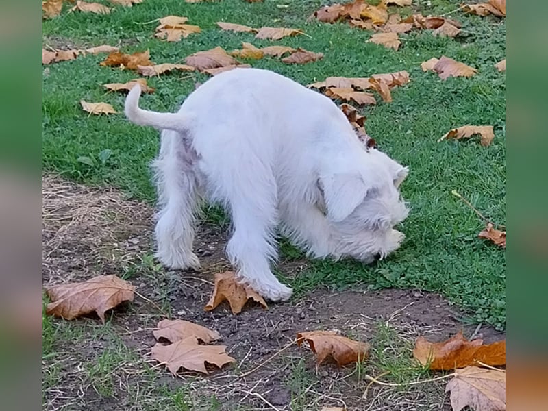 Zwergschnauzer, AMS,mit Pap.