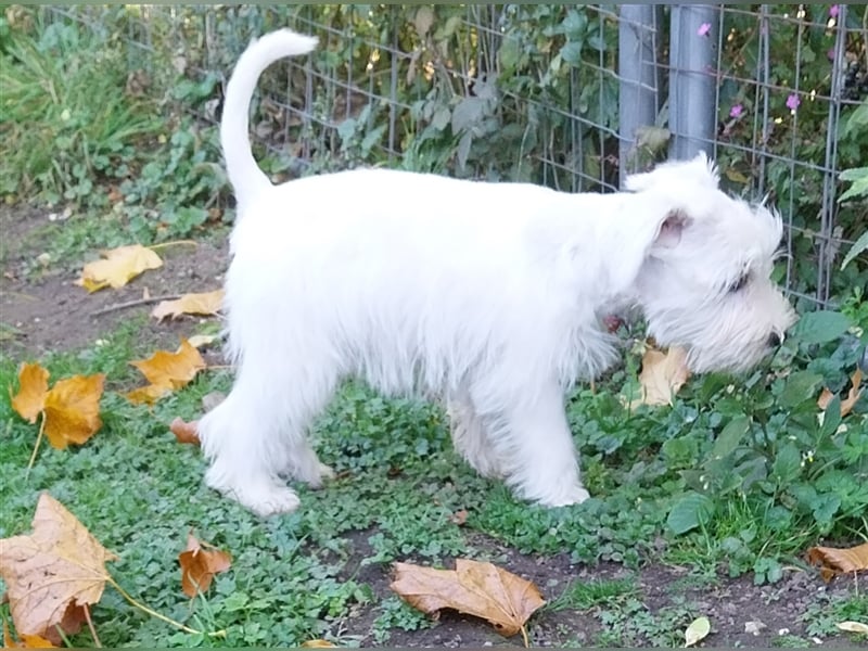 Zwergschnauzer, AMS,mit Pap.