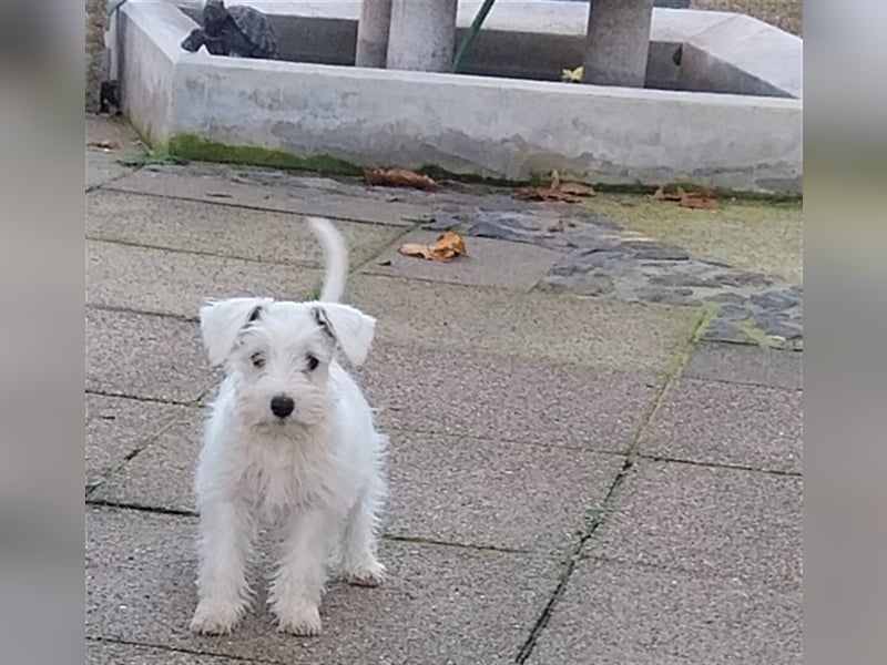 Zwergschnauzer, AMS,mit Pap.