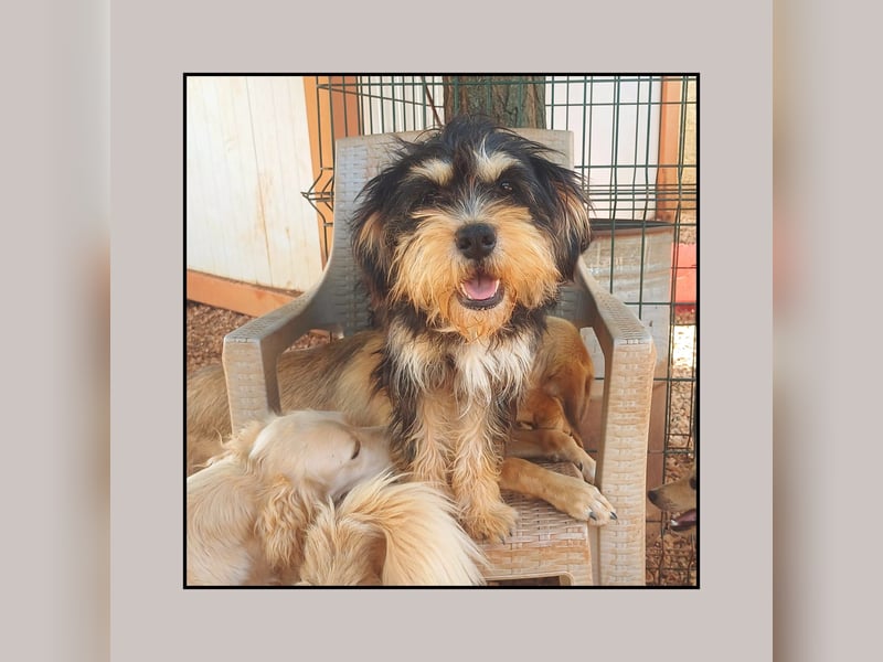 Zwergschnauzer Junghündin (9 Mon.), super lieb u. anhänglich sucht Familienanschluss!
