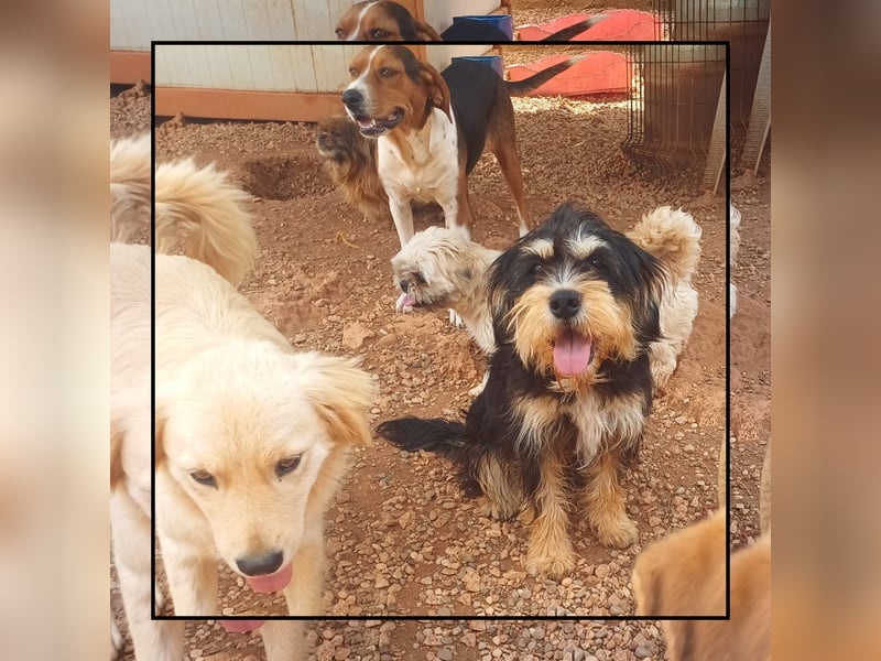 Zwergschnauzer Junghündin (9 Mon.), super lieb u. anhänglich sucht Familienanschluss!