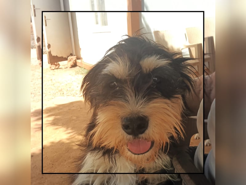 Zwergschnauzer Junghündin (9 Mon.), super lieb u. anhänglich sucht Familienanschluss!