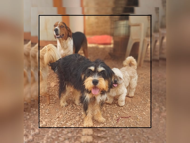 Zwergschnauzer Junghündin (9 Mon.), super lieb u. anhänglich sucht Familienanschluss!