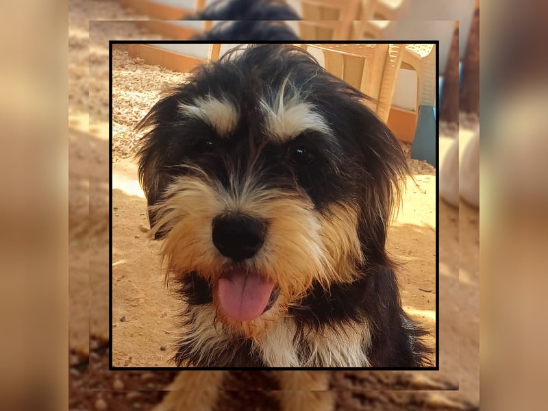 Zwergschnauzer Junghündin (9 Mon.), super lieb u. anhänglich sucht Familienanschluss!