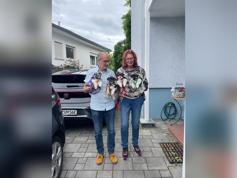 American Zwergschnauzer Braun weiß geb 05.04.2025