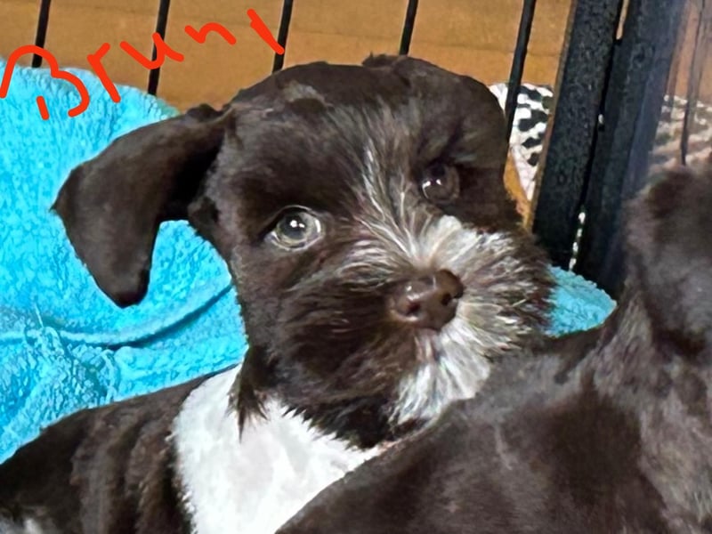 American Zwergschnauzer Braun weiß geb 05.04.2025