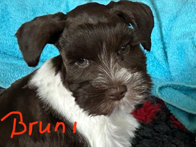 Bruni