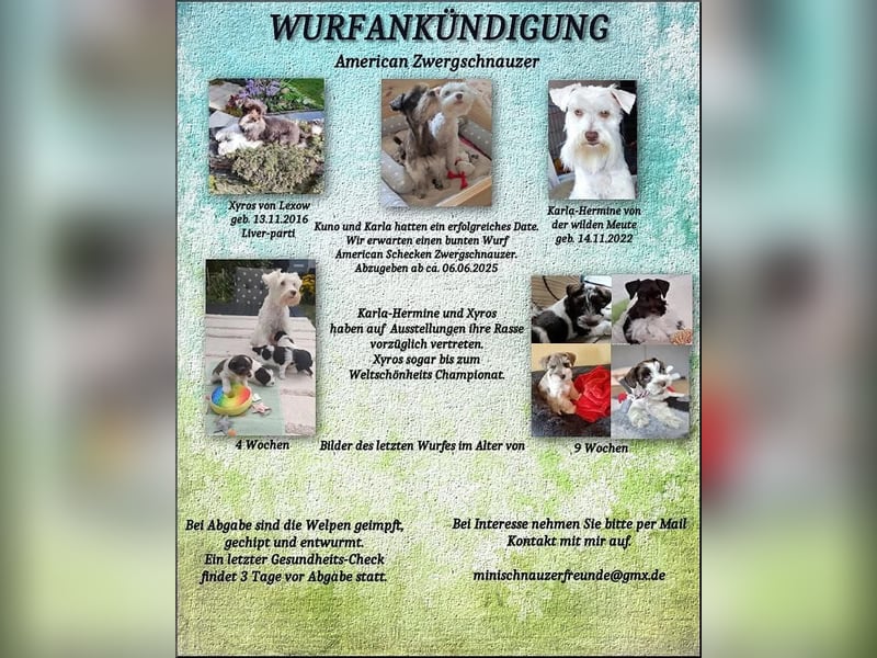 American Zwergschnauzer Braun weiß geb 05.04.2025