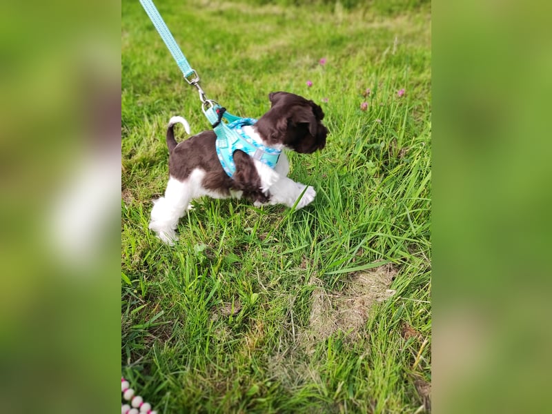 American Zwergschnauzer Braun weiß geb 05.04.2025