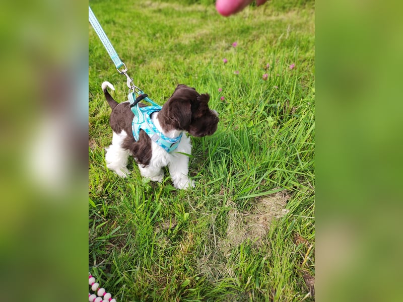 American Zwergschnauzer Braun weiß geb 05.04.2025