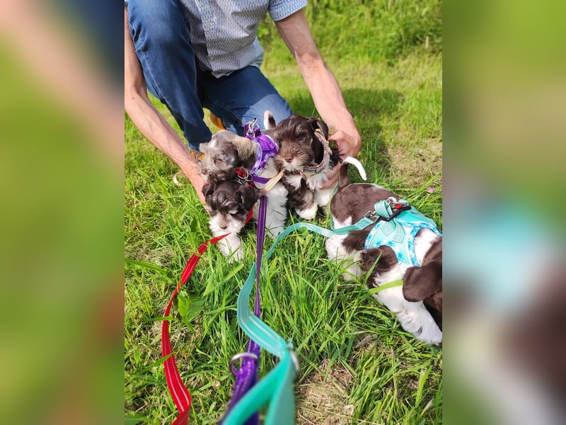 American Zwergschnauzer Braun weiß geb 05.04.2025