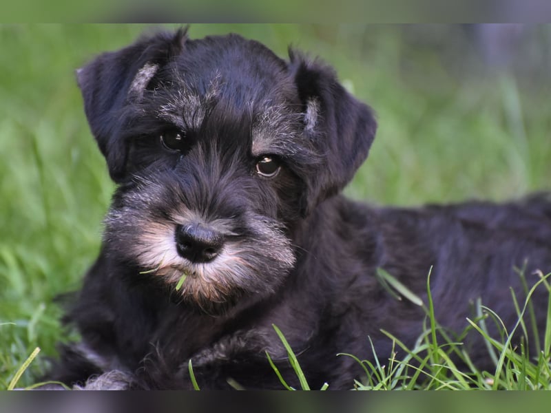 Zwergschnauzer Welpe schwarz silber  darf sofort ins neue Zuhause
