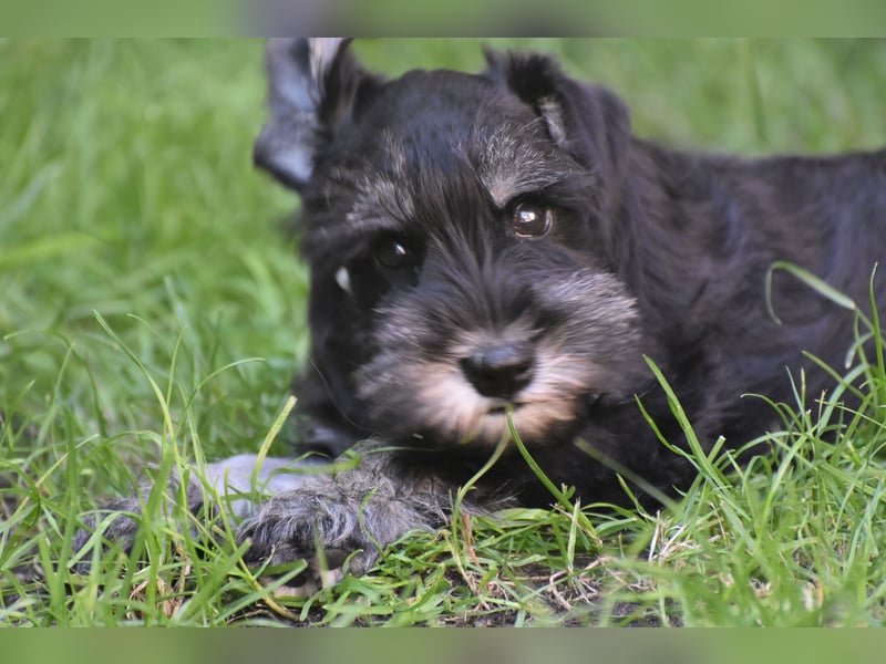 Zwergschnauzer Welpe schwarz silber  darf sofort ins neue Zuhause
