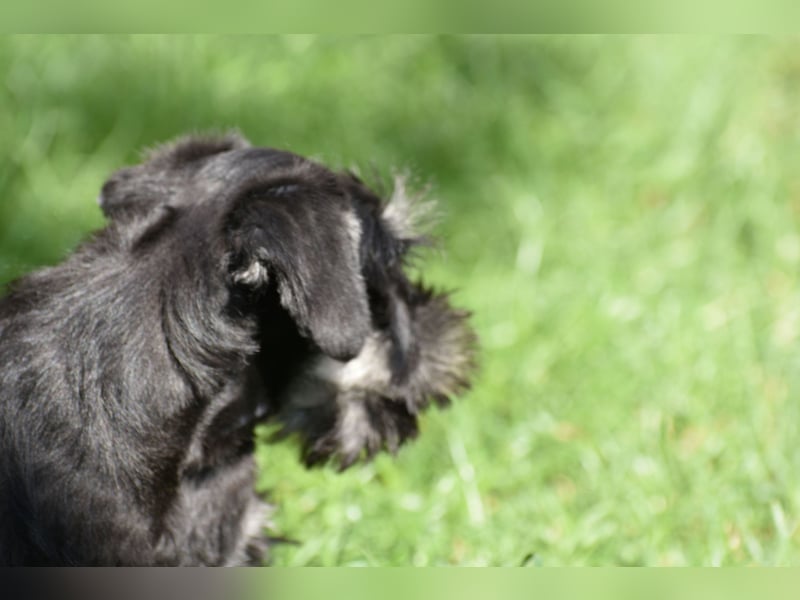 Zwergschnauzer Welpe schwarz silber  darf sofort ins neue Zuhause