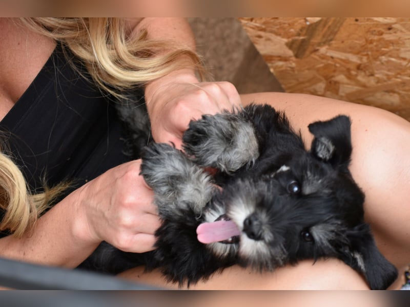 Zwergschnauzer Welpe schwarz silber  darf sofort ins neue Zuhause
