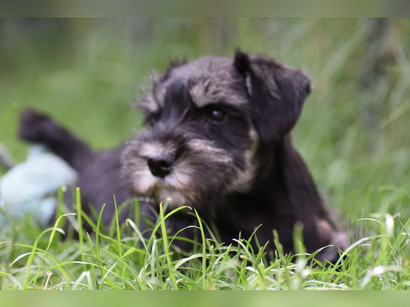Zwergschnauzer Welpe schwarz silber  darf sofort ins neue Zuhause