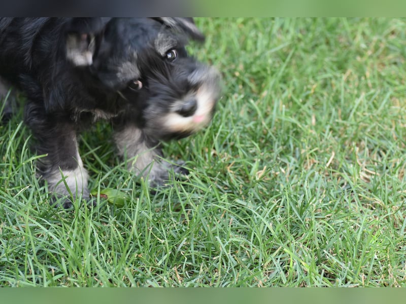 Zwergschnauzer Welpe schwarz silber  darf sofort ins neue Zuhause