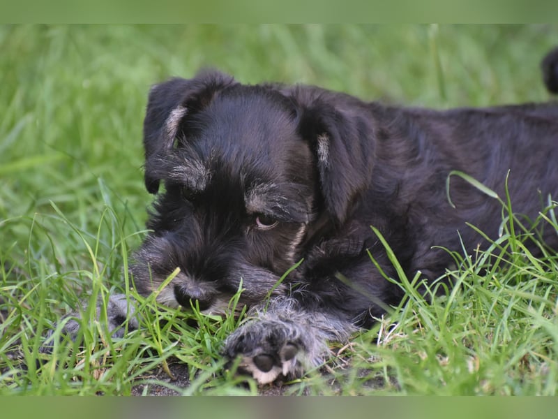 Zwergschnauzer Welpe schwarz silber  darf sofort ins neue Zuhause