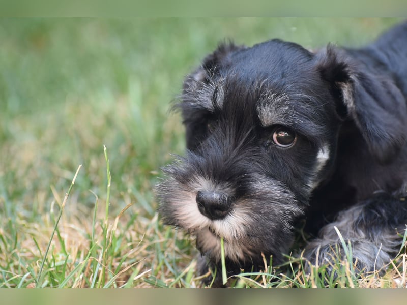 Zwergschnauzer Welpe schwarz silber  darf sofort ins neue Zuhause