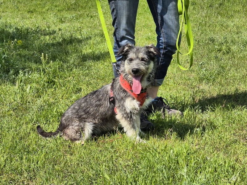Luna sucht ein verständnisvolles Zuhause