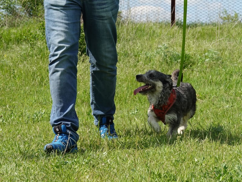 Luna sucht ein verständnisvolles Zuhause