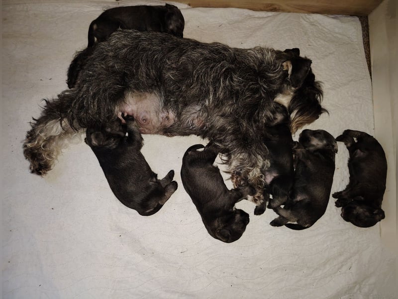 Wunderschöne Zwergschnauzer Welpen in pfeffersalz suchen noch ihre Lieblingsmenschen