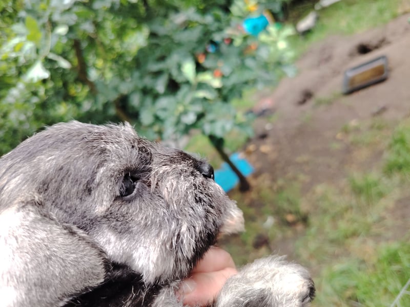 Wunderschöne Zwergschnauzer Welpen in pfeffersalz suchen noch ihre Lieblingsmenschen