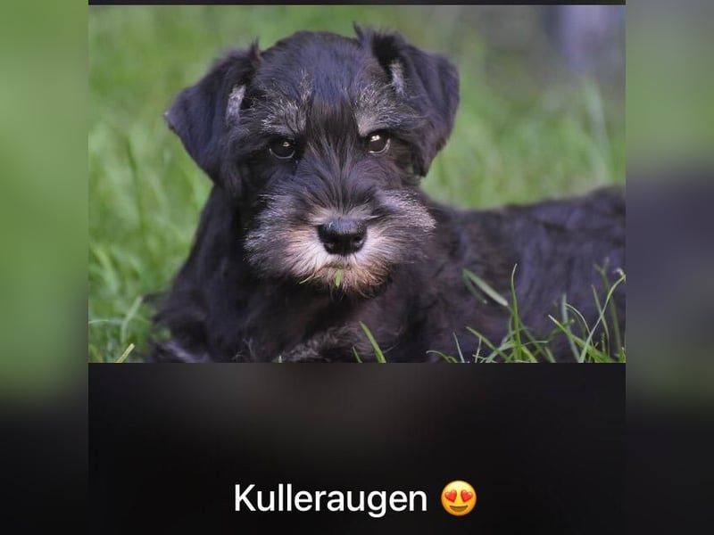 Molly - bezauberndes Zwergschnauzer- Mädchen sucht ab sofort ihr Für-Immer-Zuhause