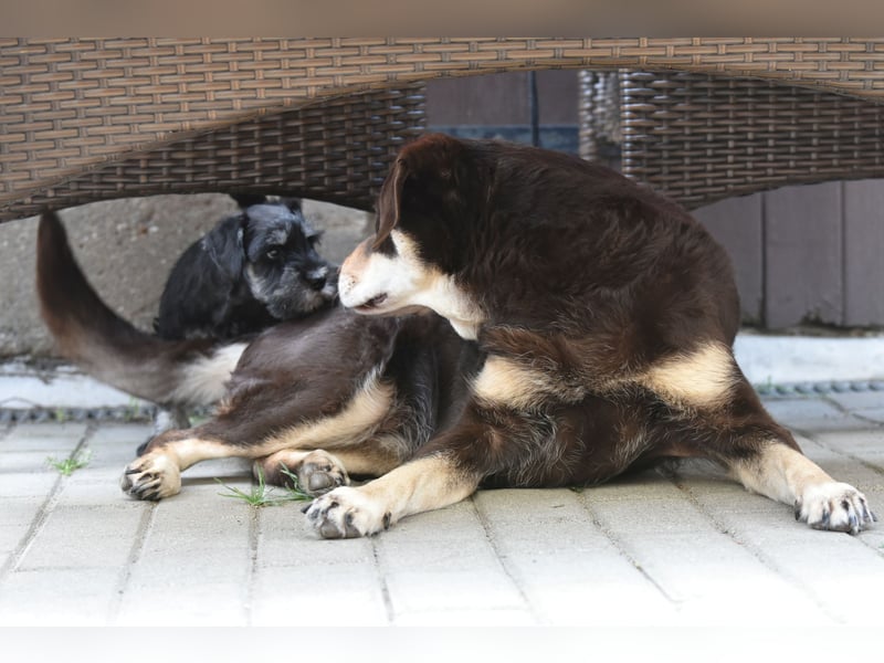 Molly - bezauberndes Zwergschnauzer- Mädchen sucht ab sofort ihr Für-Immer-Zuhause