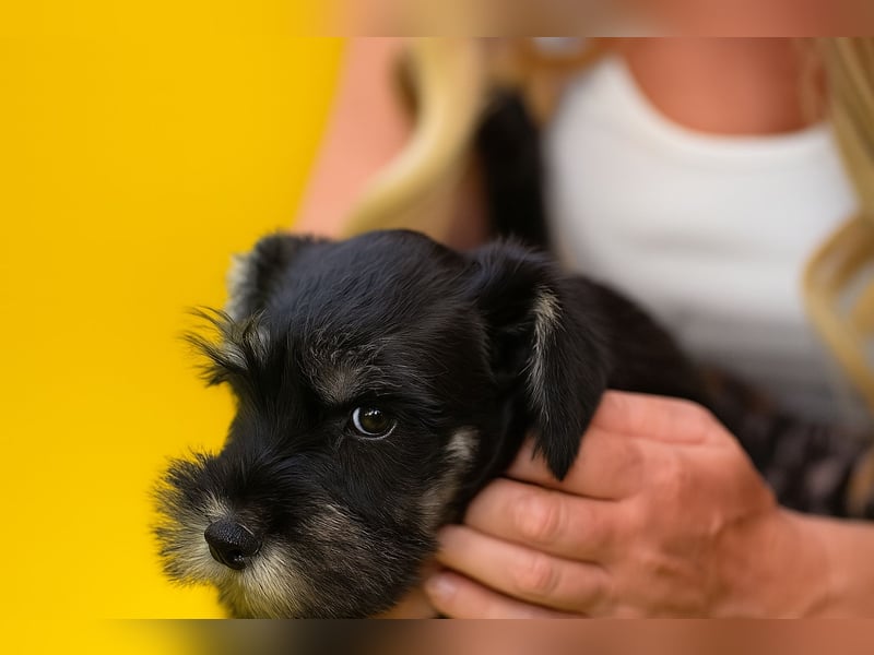 MOLLY junge Zwergschnauzer Hündin mit Stammbaum und Schalk in den Augen