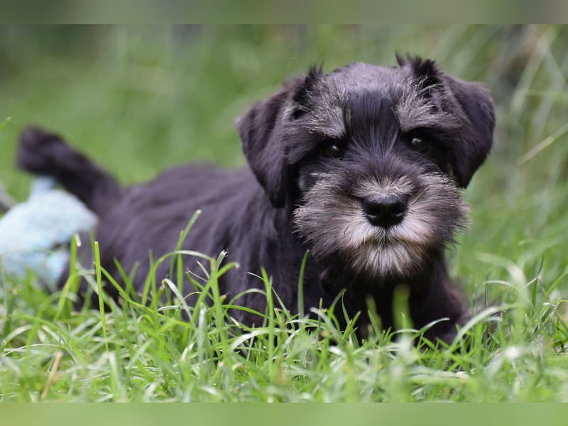 Molly - bezauberndes Zwergschnauzer- Mädchen sucht ab sofort ihr Für-Immer-Zuhause