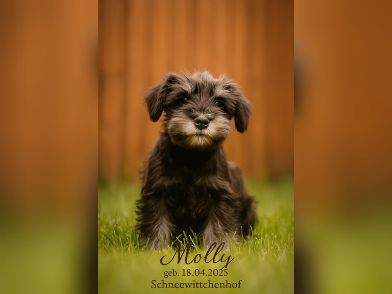 Molly - bezauberndes Zwergschnauzer- Mädchen sucht ab sofort ihr Für-Immer-Zuhause