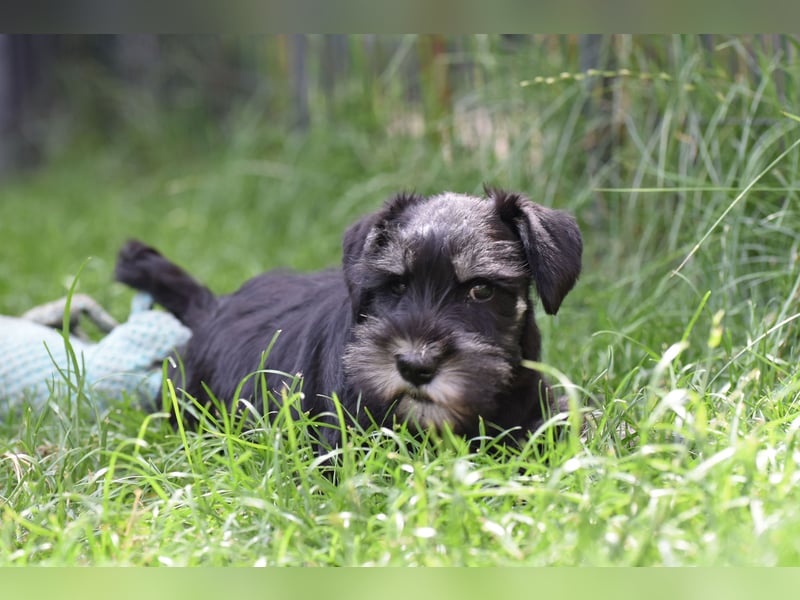 Molly - bezauberndes Zwergschnauzer- Mädchen sucht ab sofort ihr Für-Immer-Zuhause