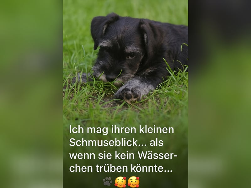 MOLLY junge Zwergschnauzer Hündin mit Stammbaum und Schalk in den Augen