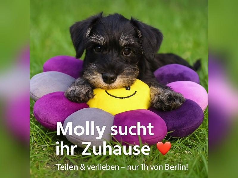 MOLLY junge Zwergschnauzer Hündin mit Stammbaum und Schalk in den Augen