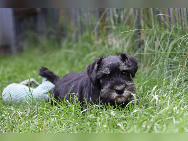 Molly - bezauberndes Zwergschnauzer- Mädchen sucht ab sofort ihr Für-Immer-Zuhause