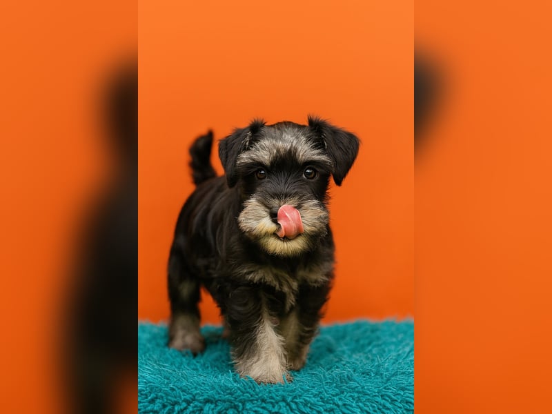 MOLLY junge Zwergschnauzer Hündin mit Stammbaum und Schalk in den Augen
