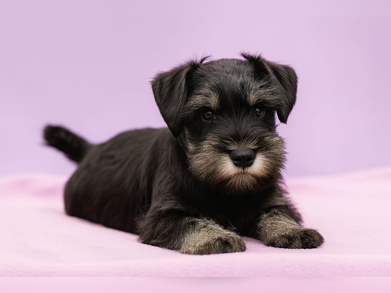 Molly - bezauberndes Zwergschnauzer- Mädchen sucht ab sofort ihr Für-Immer-Zuhause
