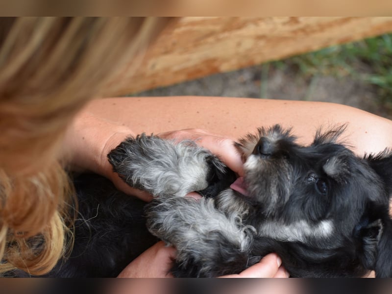 Molly - bezauberndes Zwergschnauzer- Mädchen sucht ab sofort ihr Für-Immer-Zuhause