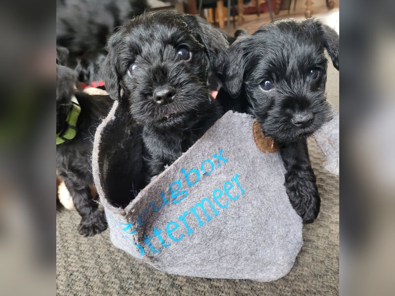Zwergschnauzer Welpe schwarz Hündin