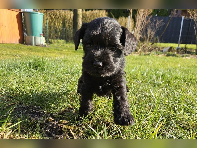 Zwergschnauzer Welpe schwarz Hündin