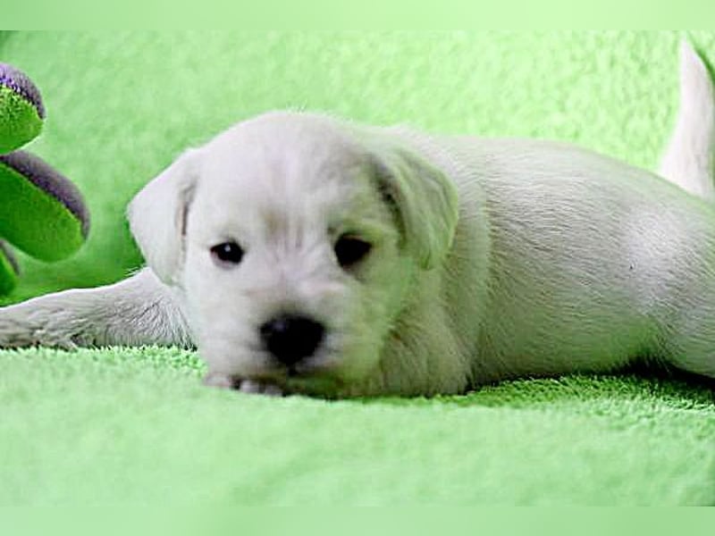 Welpen weiß Zwergschnauzer Hündin
