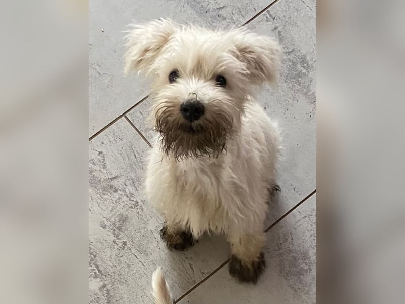 Weiße Zwergschnauzer Welpen nicht haarend reinrassig