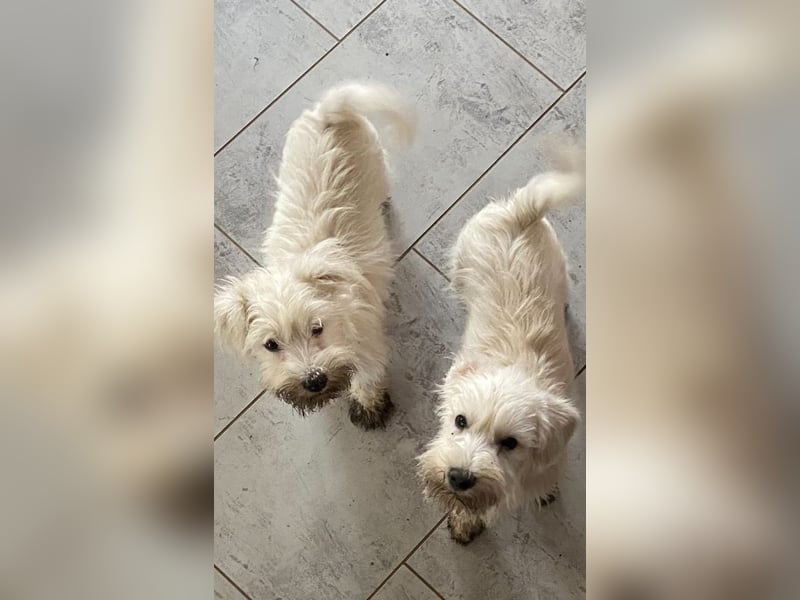 Weiße Zwergschnauzer Welpen nicht haarend reinrassig