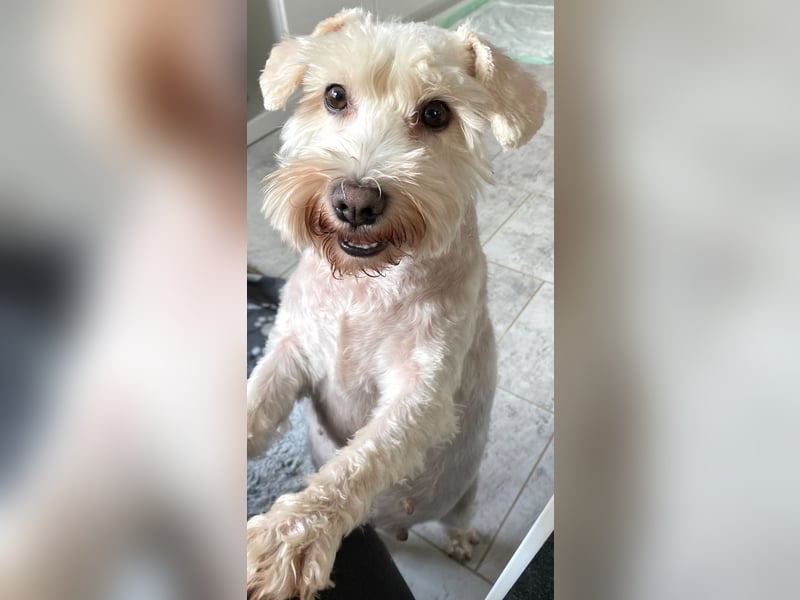 Weiße Zwergschnauzer Welpen nicht haarend reinrassig