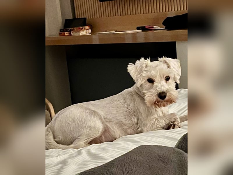 Weiße Zwergschnauzer Welpen nicht haarend reinrassig