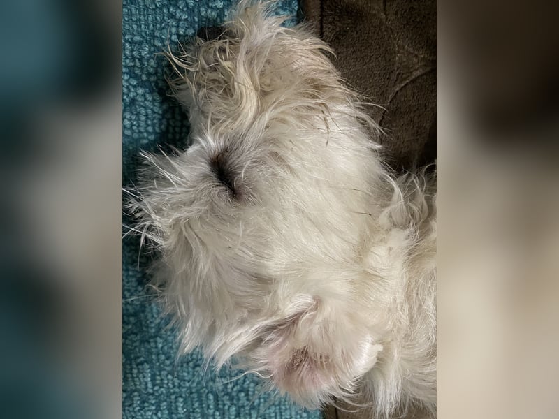 Weiße Zwergschnauzer Welpen nicht haarend reinrassig