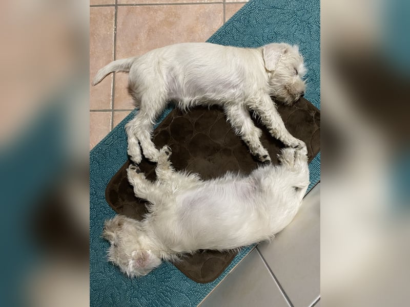 Weiße Zwergschnauzer Welpen nicht haarend reinrassig