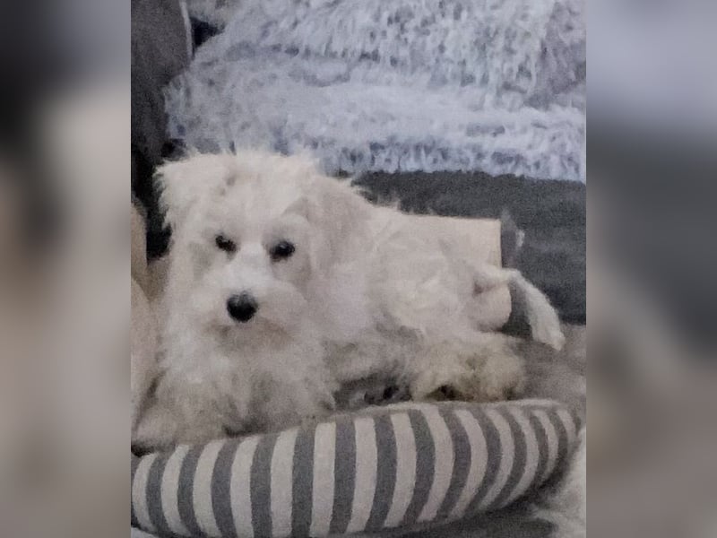 Weiße Zwergschnauzer Welpen nicht haarend reinrassig